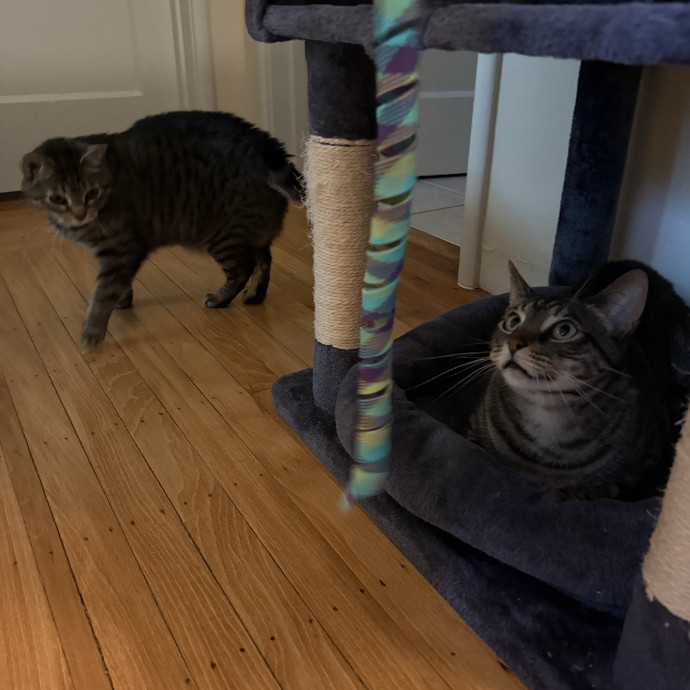 Cat Lover Experienced With Medications