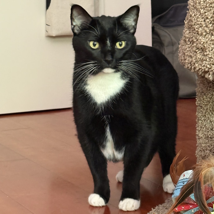 Cat Lover Experienced With Medications