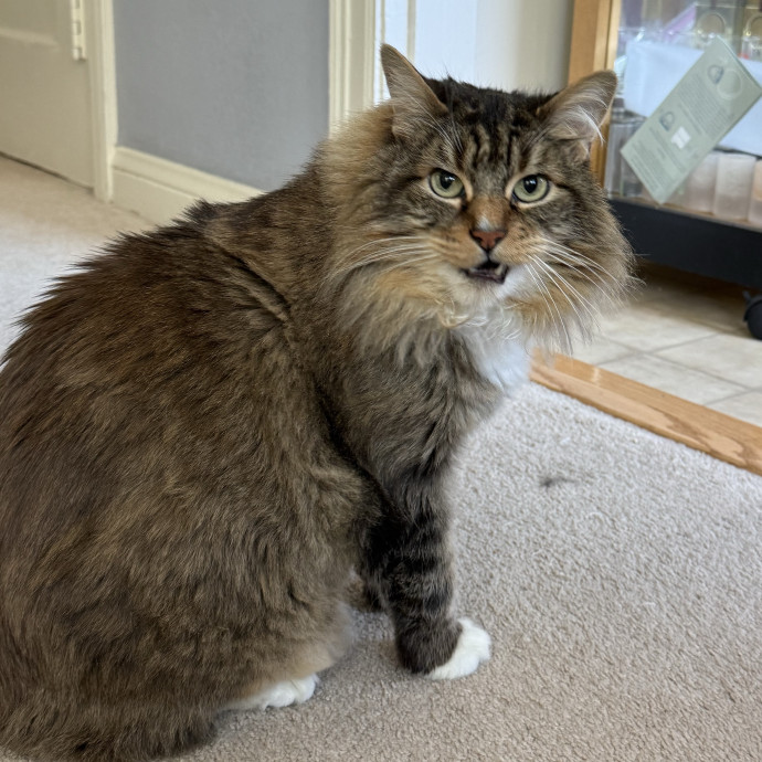 Cat Lover Experienced With Medications