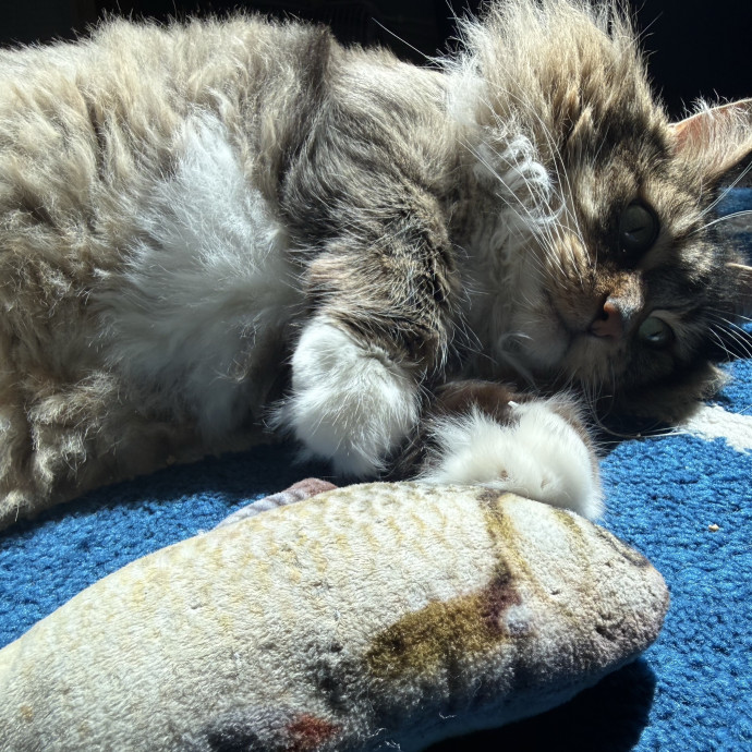 Cat Lover Experienced With Medications