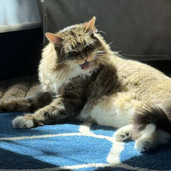 Cat Lover Experienced With Medications