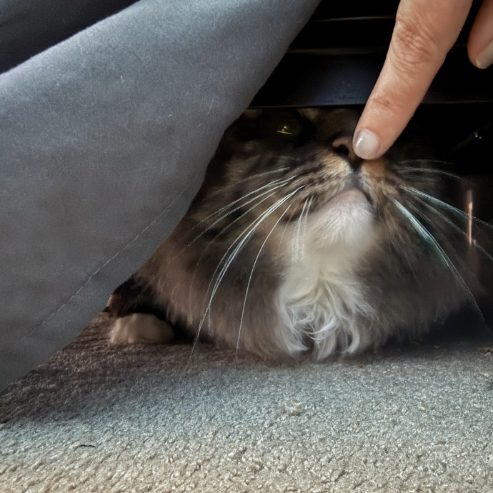Cat Lover Experienced With Medications