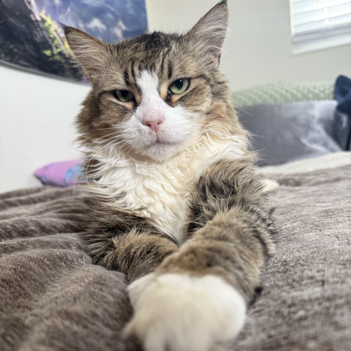 Cat Lover Experienced With Medications photo 3