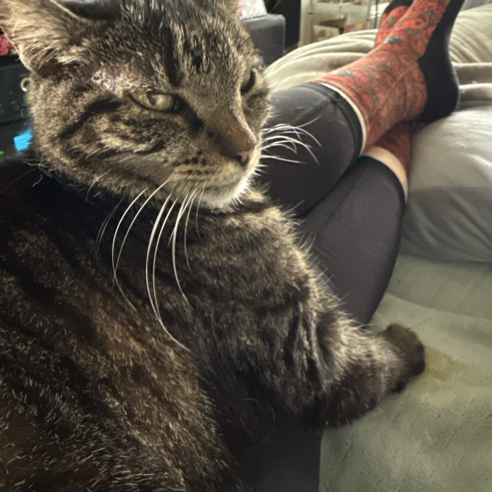 Cat Lover Experienced With Medications photo 2