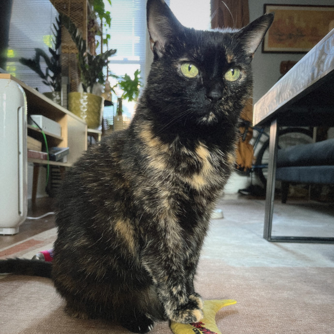 Kat's Kitty Sitting Service