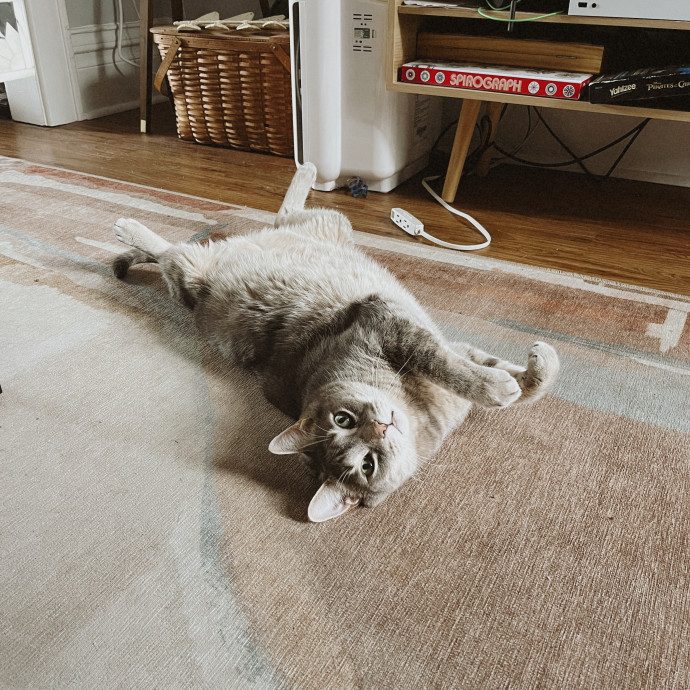 Kat's Kitty Sitting Service