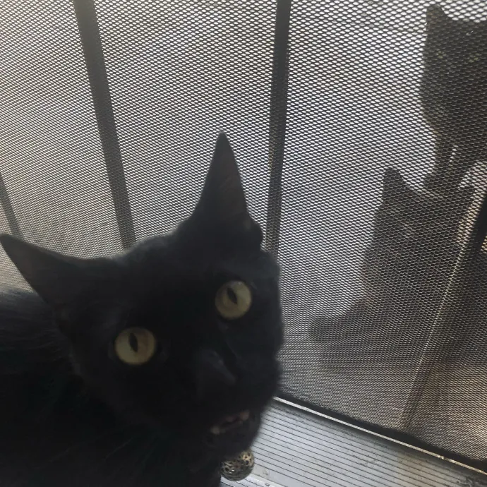 Emotional Support Human For Cats