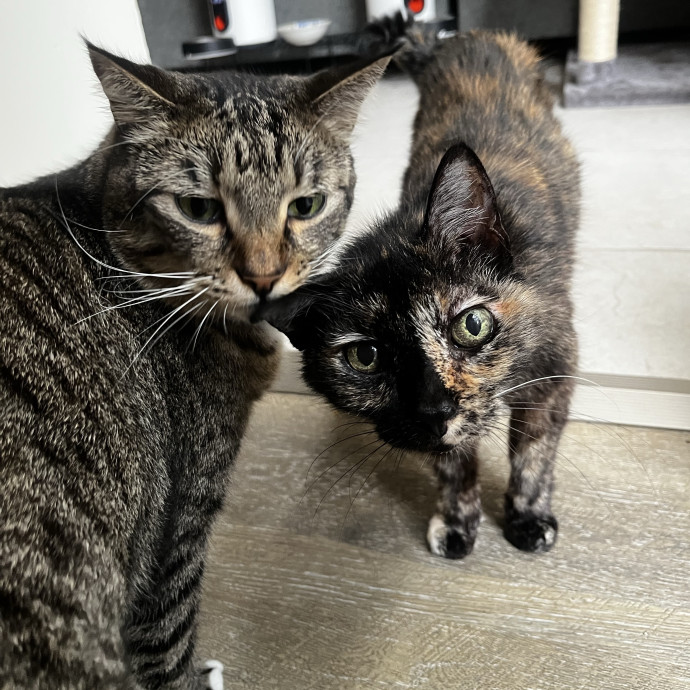 Emotional Support Human For Cats