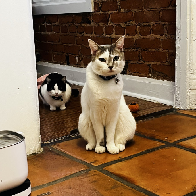 Emotional Support Human For Cats