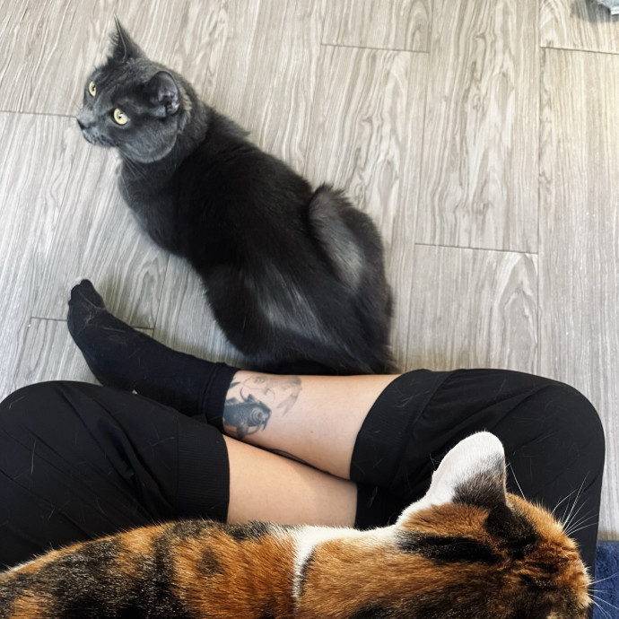 Emotional Support Human For Cats