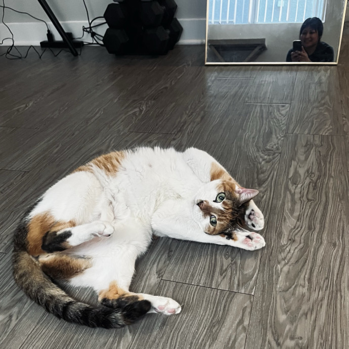 Emotional Support Human For Cats
