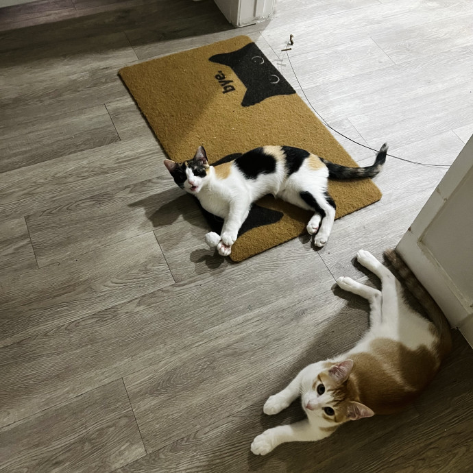 Emotional Support Human For Cats