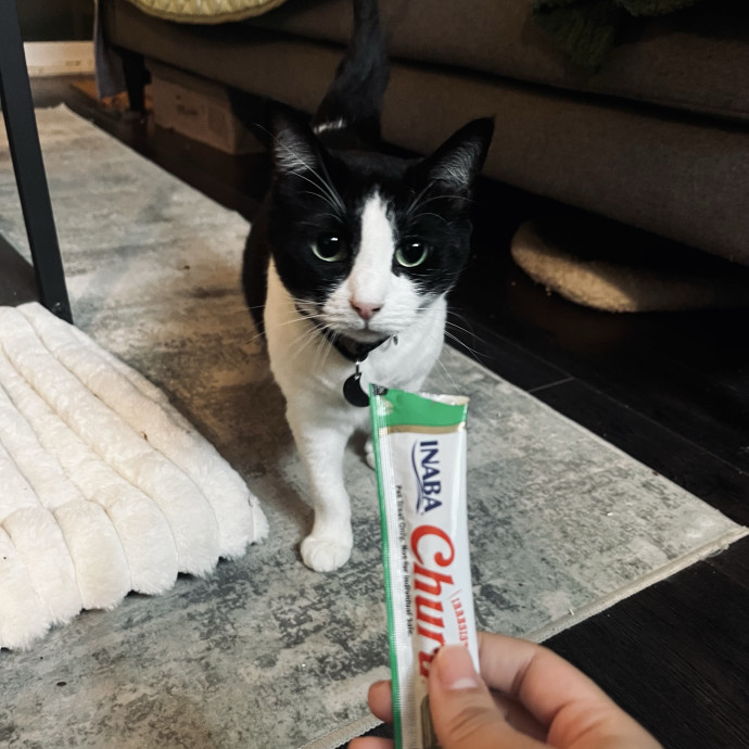 Emotional Support Human For Cats