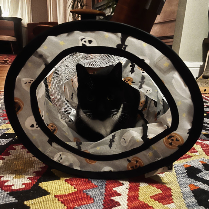 Emotional Support Human For Cats