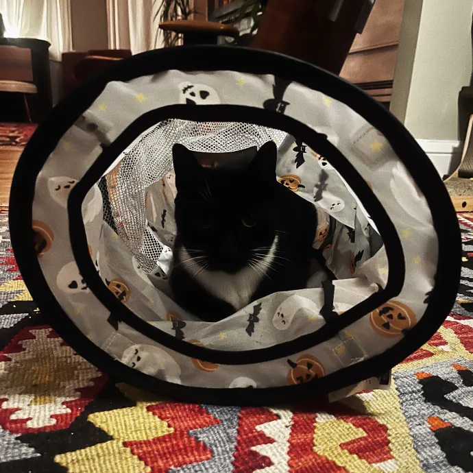 Emotional Support Human For Cats