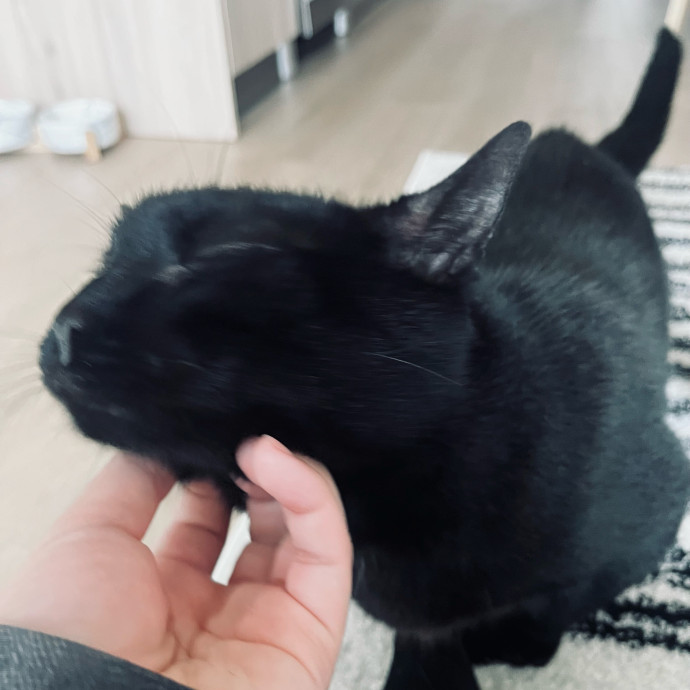 Emotional Support Human For Cats