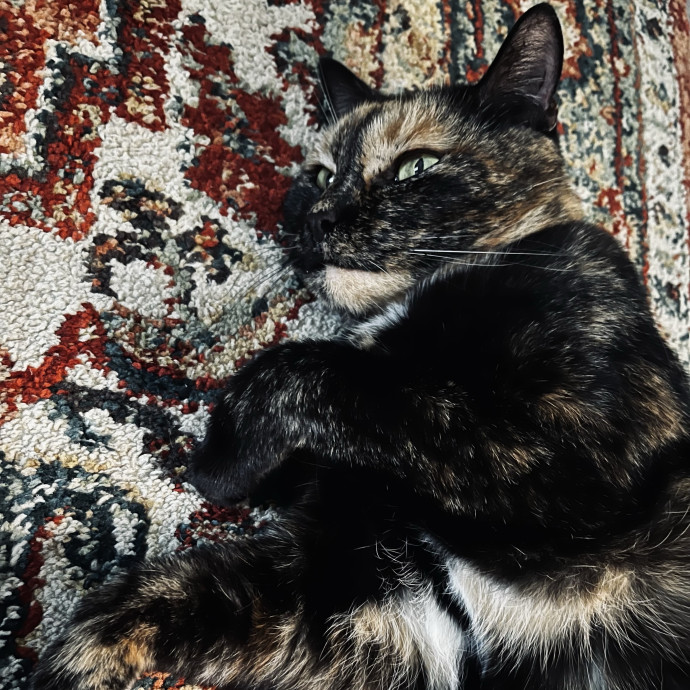 Emotional Support Human For Cats