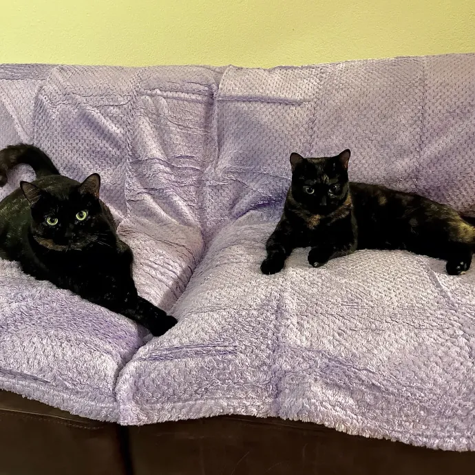 Emotional Support Human For Cats