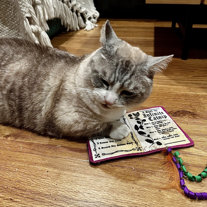 Emotional Support Human For Cats
