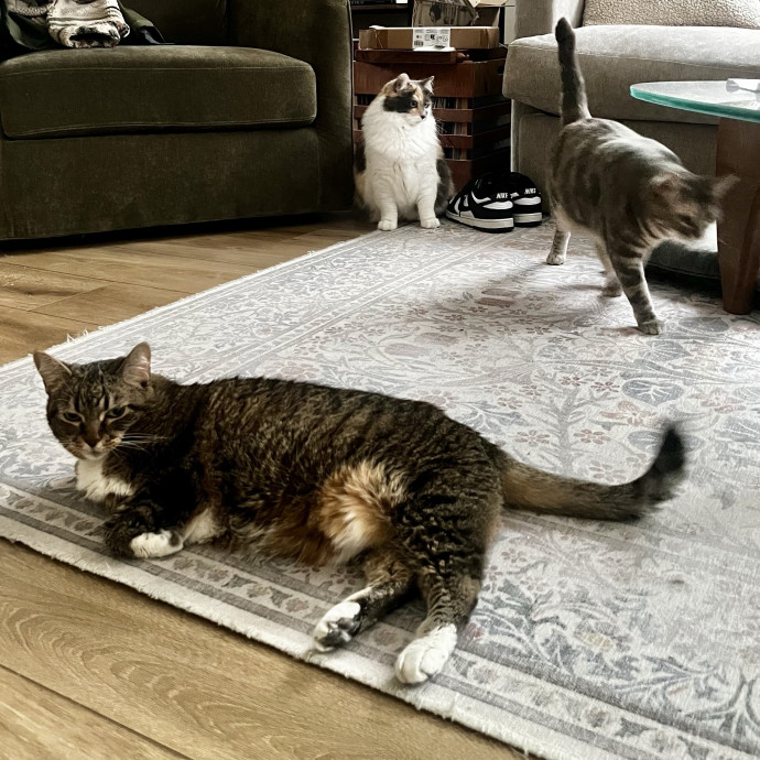 Emotional Support Human For Cats