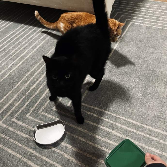 Emotional Support Human For Cats