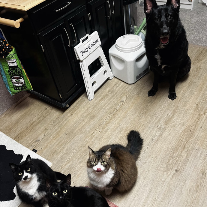 Emotional Support Human For Cats