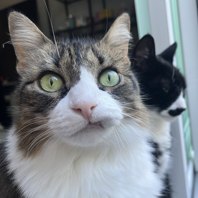 Emotional Support Human For Cats