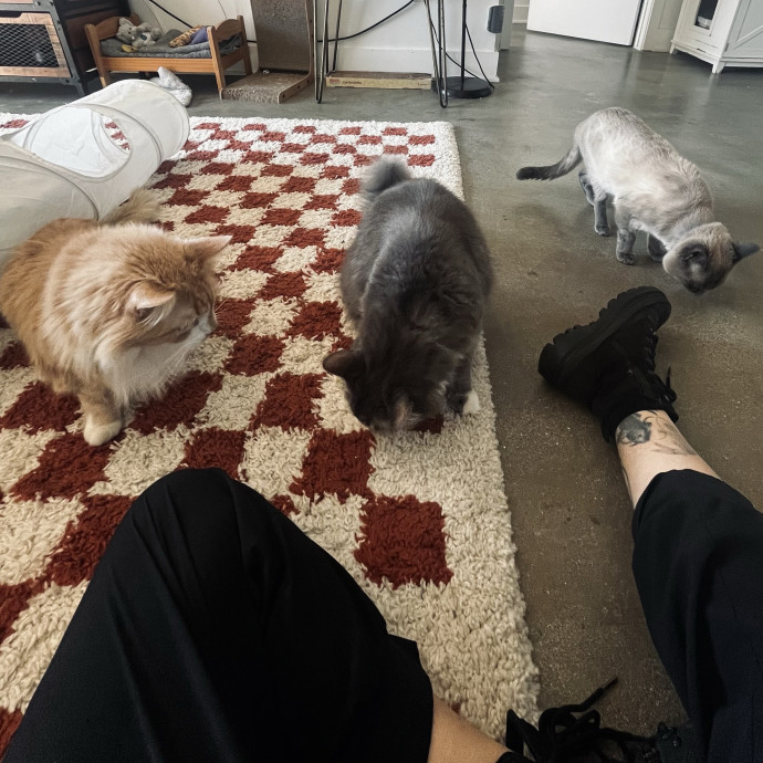Emotional Support Human For Cats