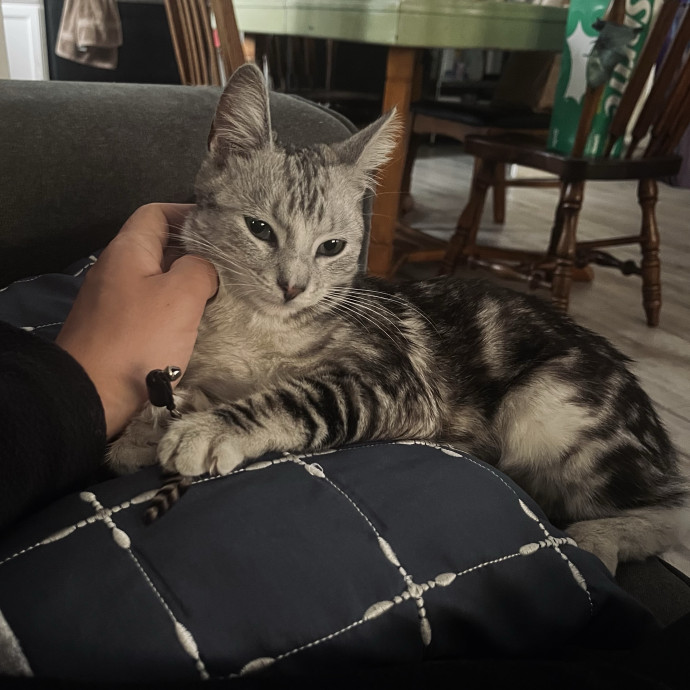 Emotional Support Human For Cats