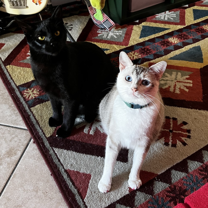Emotional Support Human For Cats