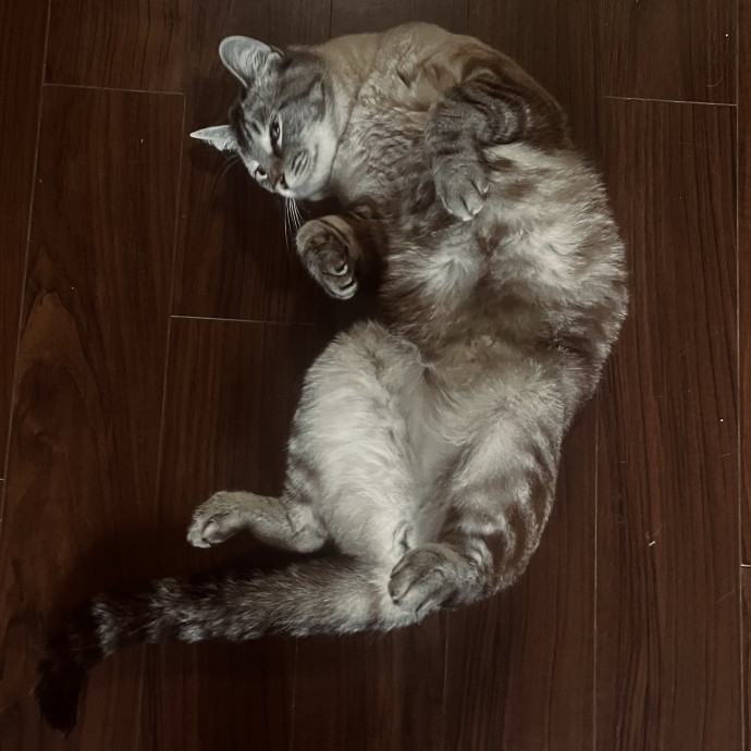 Emotional Support Human For Cats photo 2