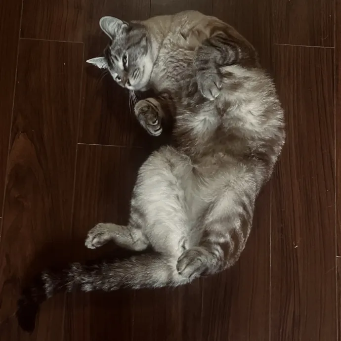 Emotional Support Human For Cats photo 2