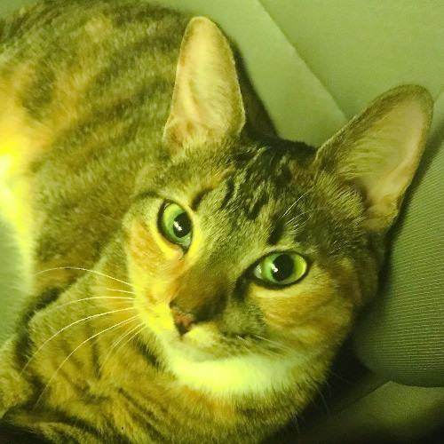 Les Likes To Cuddle Cats photo 3