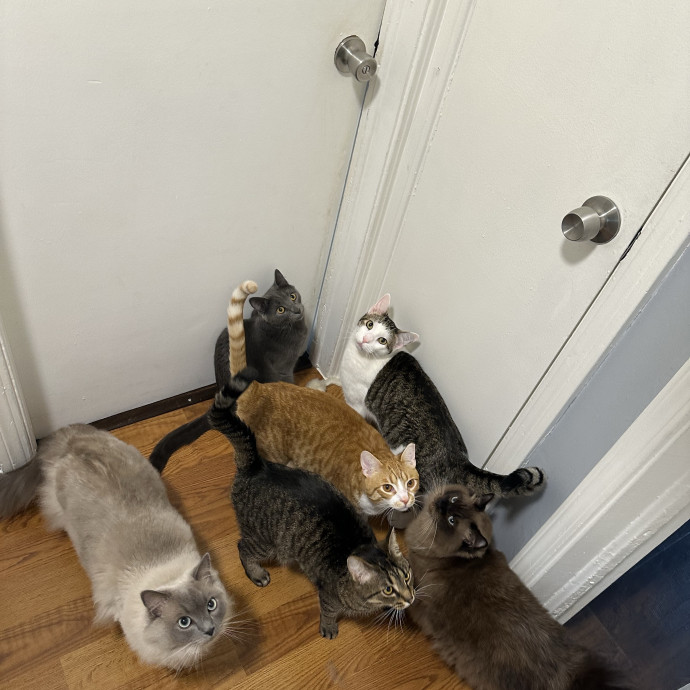 Your Cats New Best Friend photo 3