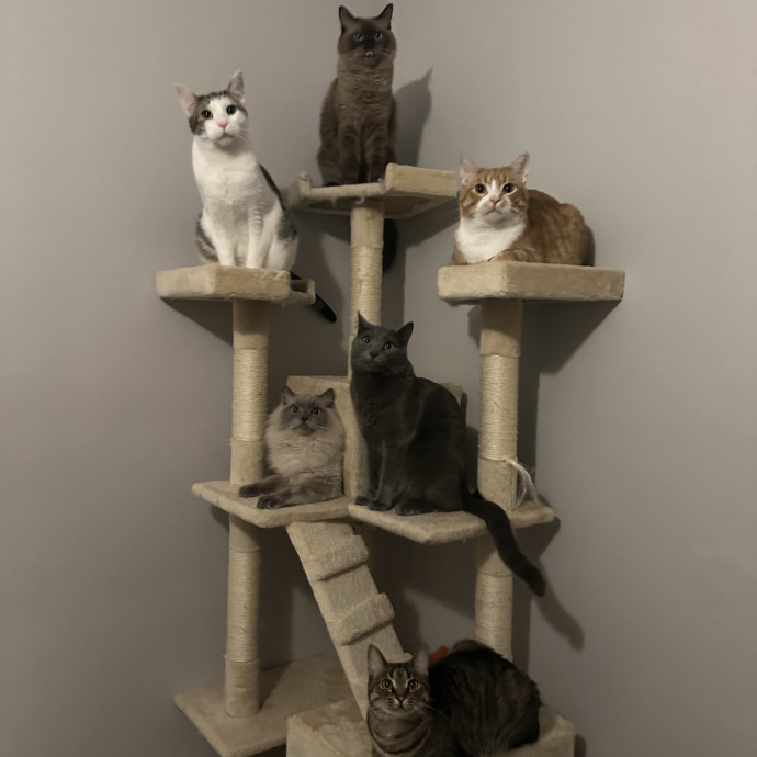 Your Cats New Best Friend photo 2