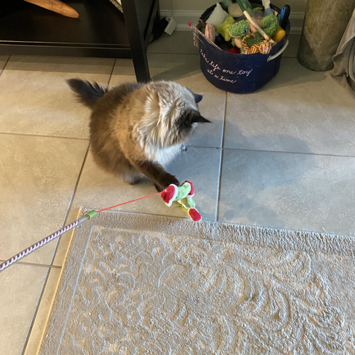 Trusted Care Happy Pets