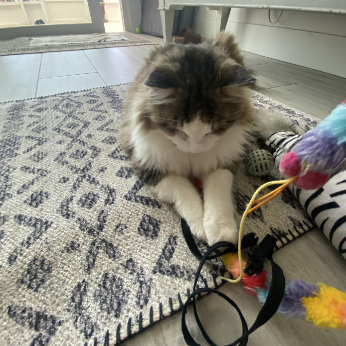 Trusted Care Happy Pets