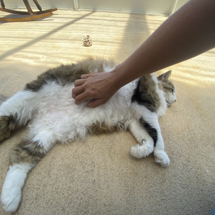 Trusted Care Happy Pets