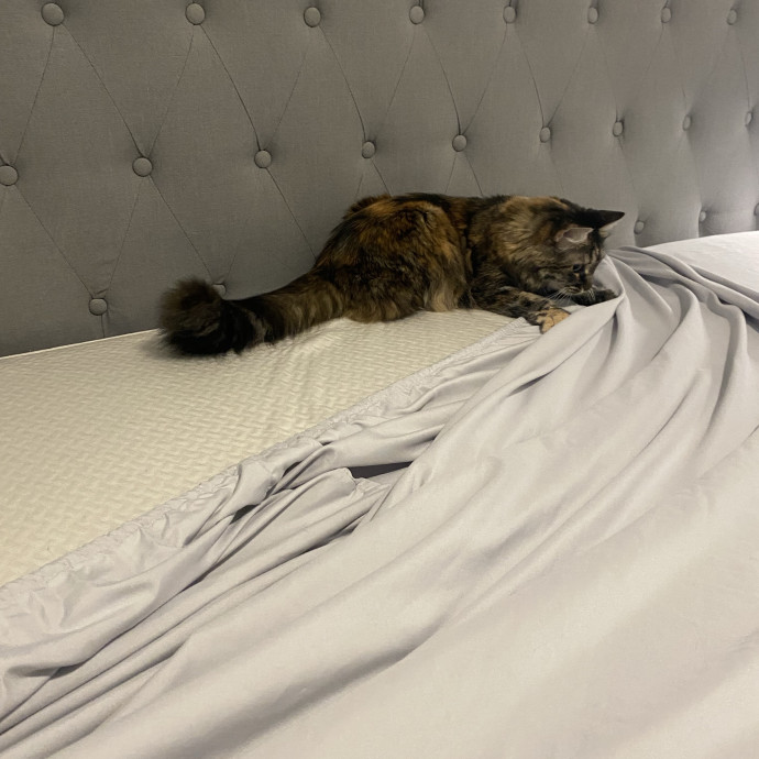 Trusted Care Happy Pets