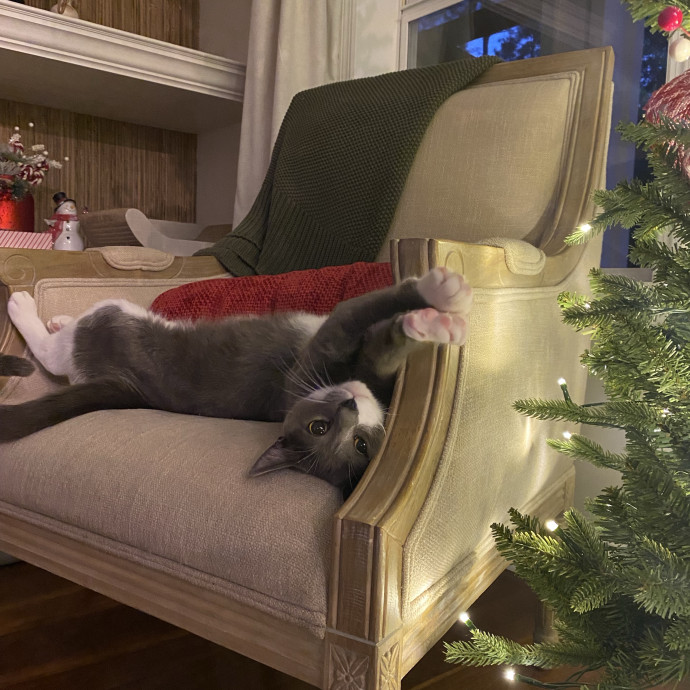 Trusted Care Happy Pets photo 2