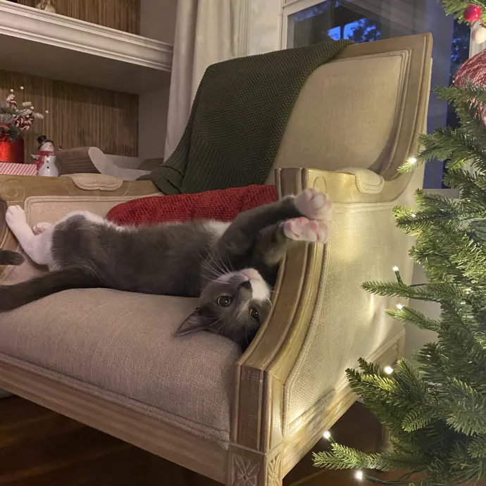 Trusted Care Happy Pets photo 2