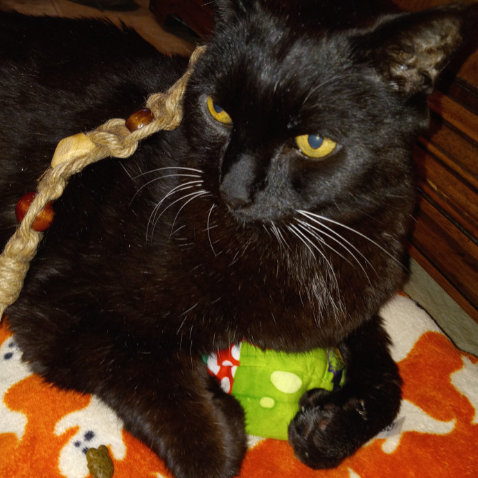 Purrfect Experienced Loving Cat Mama