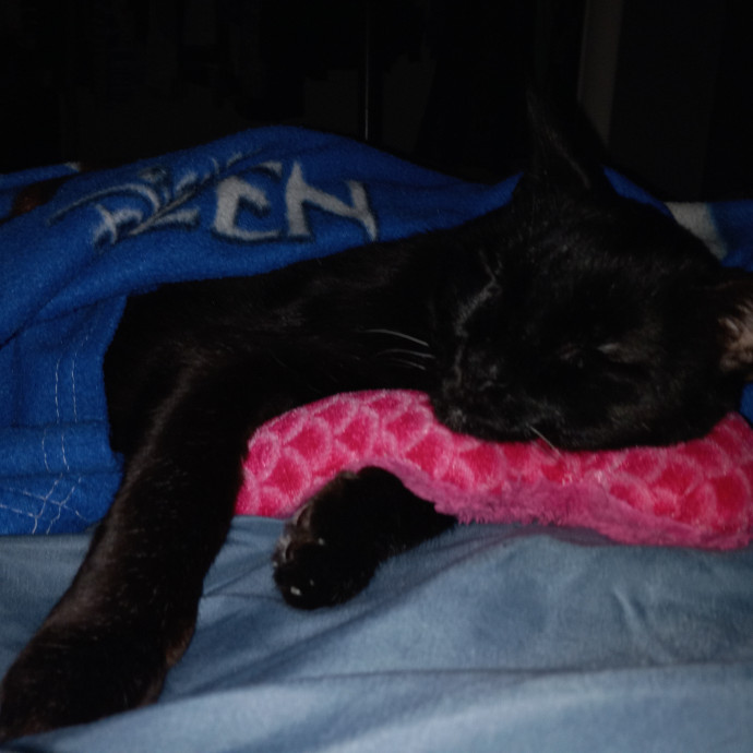 Purrfect Experienced Loving Cat Mama