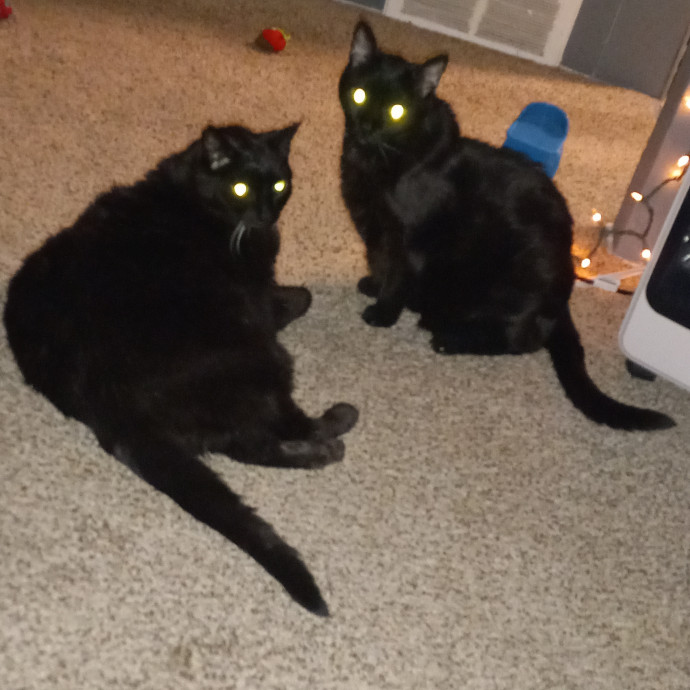 Purrfect Experienced Loving Cat Mama