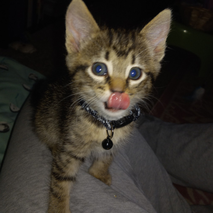Purrfect Experienced Loving Cat Mama