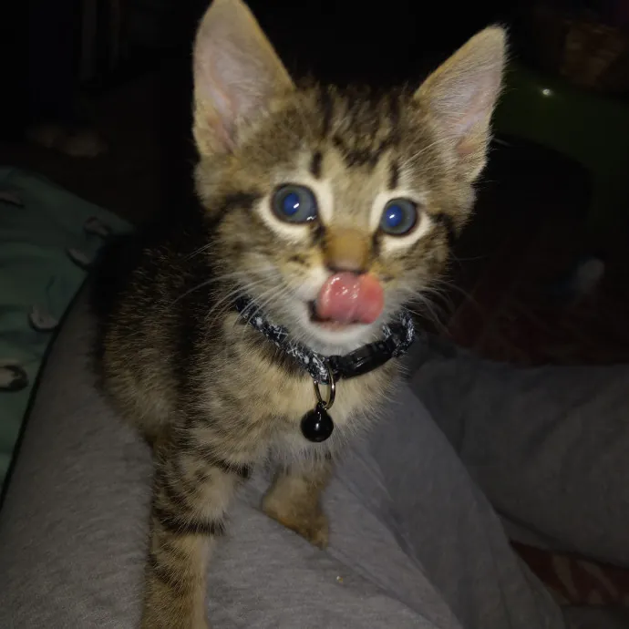 Purrfect Experienced Loving Cat Mama