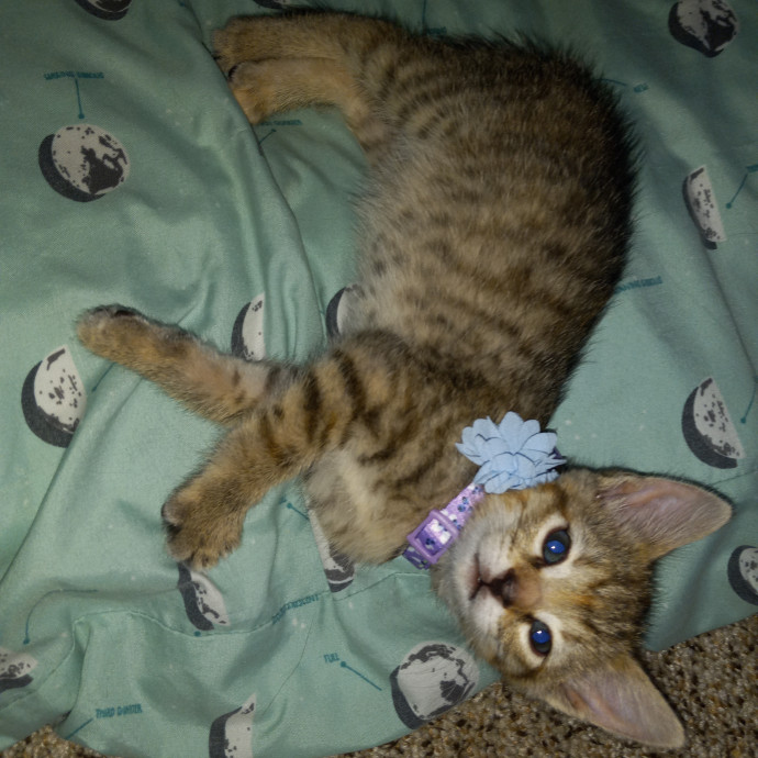 Purrfect Experienced Loving Cat Mama