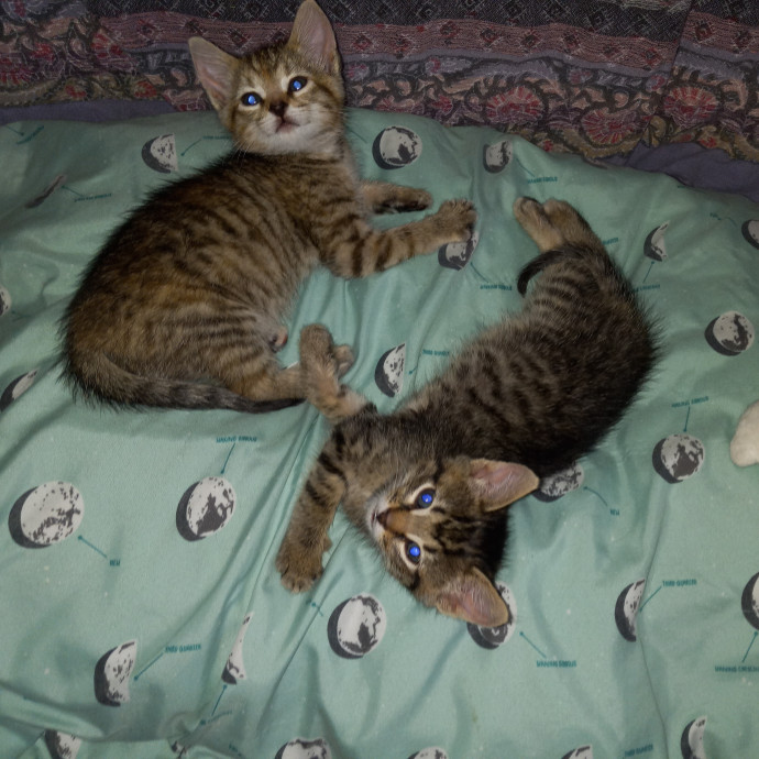 Purrfect Experienced Loving Cat Mama