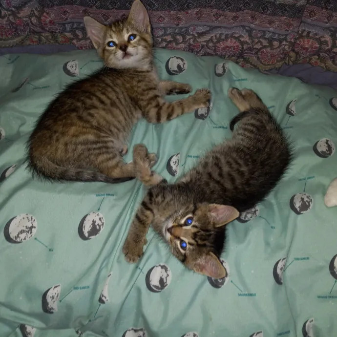 Purrfect Experienced Loving Cat Mama