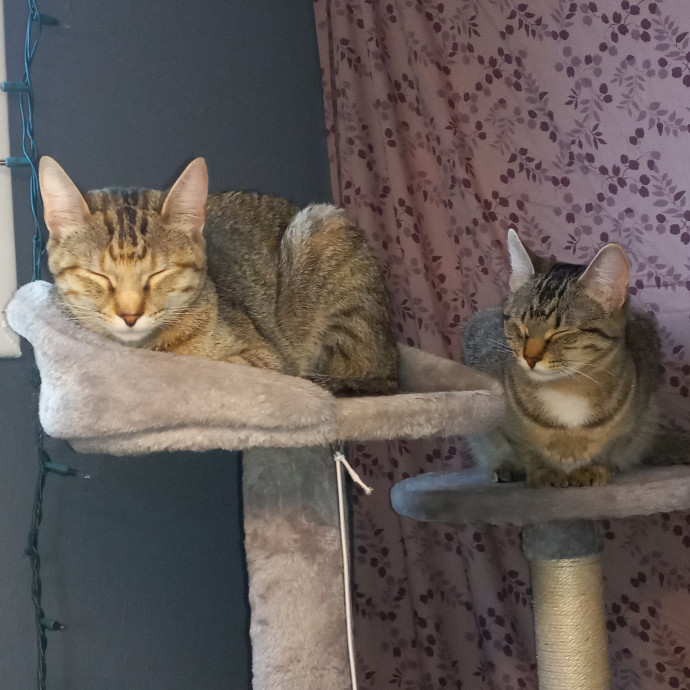 Purrfect Experienced Loving Cat Mama